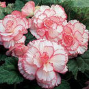 BEGONIA NONSTOP - ROSE PICOTE