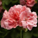 5 1/2" GERANIUMS - CALLIOPE SALMON