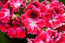 5 1/2" GERANIUMS - RED VELVET