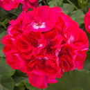 5 1/2" GERANIUMS - CALLIOPE HOT ROSE