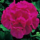 SEED GERANIUMS - MED VIOLET