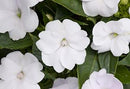 SUNPATIENS COMPACT - WHITE