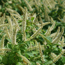 ITEA - FIZZY MIZZY