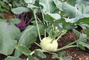 KOHLRABI- GRAND DUKE