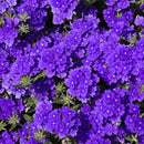 VERBENA LANAI - BLUE