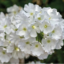 VERBENA LANAI - WHITE