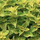 COLEUS - MAIN STREET RIVER WALK