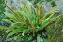 ASPENDIUM SCOLOPENDRIUM