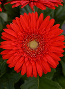 5 1/2" POTS - GERBER DAISY SCARLET