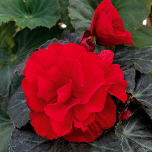 BEGONIA NONSTOP - RED