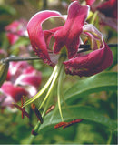 LILIUM ORIENTAL - AURILIAN BLACK BEAUTY