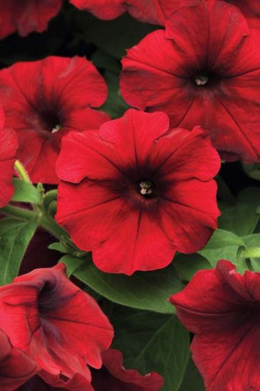 PETUNIA EASY WAVE - RED VELOUR