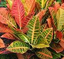 TROPICAL BENCH - CROTONS - PETRA