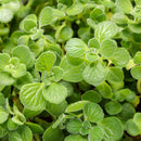 PLECTRANTHUS CERVEZA N LIME