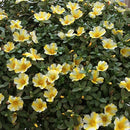 PORTULACA COLORBLAST - LEMON TWIST