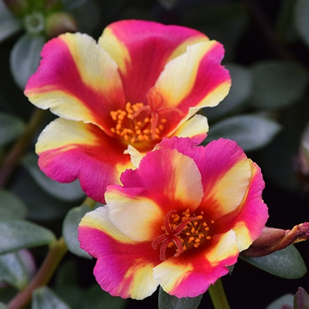 PORTULACA COLORBLAST - WATERMELON PUNCH