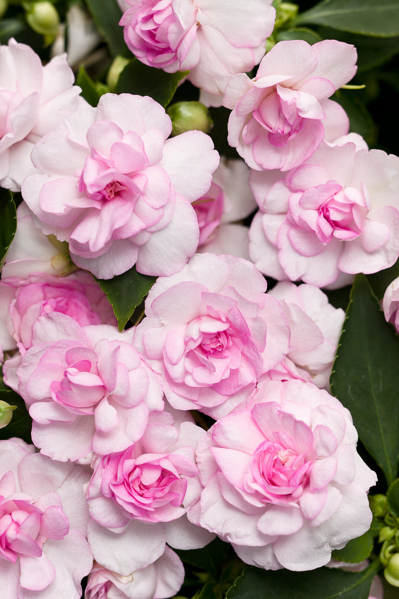 IMPATIENS DOUBLE ROCKAPULCO - BLUSH PINK