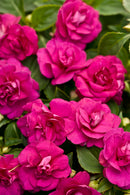 IMPATIENS DOUBLE ROCKAPULCO - PURPLE BLING