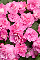 IMPATIENS DOUBLE ROCKAPULCO - TROPICAL ROSE