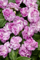 IMPATIENS DOUBLE ROCKAPULCO - WISTERIA