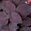COLEUS - DARK CHOCOLATE
