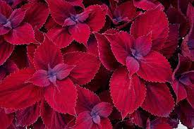 COLEUS - MAIN STREET YOUNGE STREET