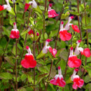 SALVIA - HOT LIPS