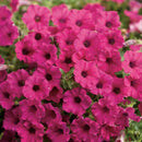 PETUNIA SUPERTUNIA - MINI VISTA SANGRIA
