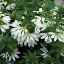 TRAILING SCAEVOLA - FANATIX WHITE