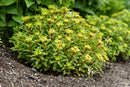 SEDUM - ROCK N ROUND BRIGHT IDEA