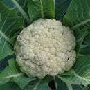 CAULIFLOWER - SNOWCROWN
