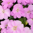 SUNPATIENS COMPACT - ORCHID BLUSH