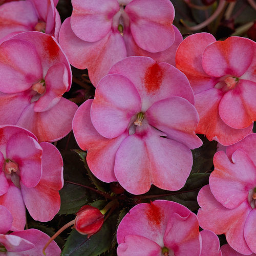 SUNPATIENS COMPACT - PINK CANDY