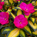 SUNPATIENS COMPACT - TROPICAL ROSE