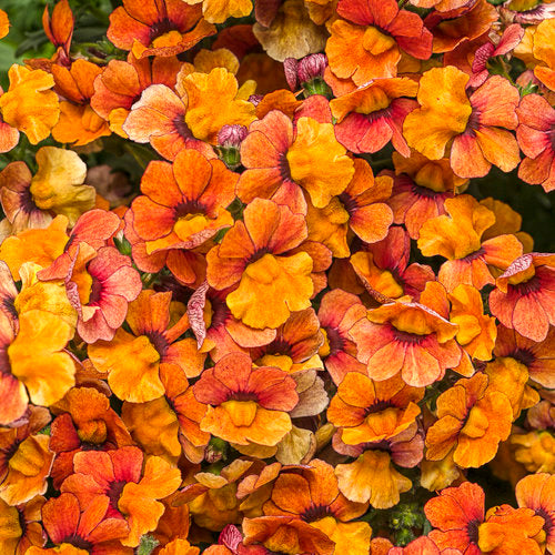 NEMESIA - BLOOD ORANGE