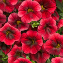 CALIBRACHOA SUPERBELLS - POMEGRANITE PUNCH