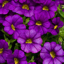 CALIBRACHOA SUPERBELLS - BLUE