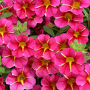 CALIBRACHOA SUPERBELLS - CHERRY STAR