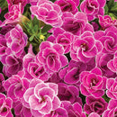 CALIBRACHOA SUPERBELLS - DOUBLETTE LOVE SWEPT