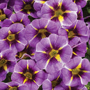 CALIBRACHOA SUPERBELLS - EVENING STAR