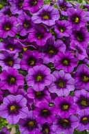 CALIBRACHOA SUPERBELLS - GRAPE PUNCH