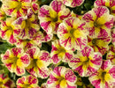 CALIBRACHOA SUPERBELLS - HOLY MOLY