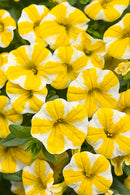CALIBRACHOA SUPERBELLS - LEMON SLICE