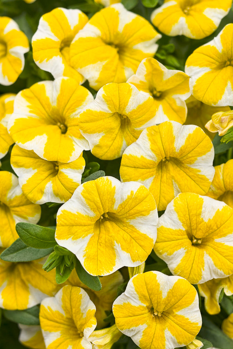 CALIBRACHOA SUPERBELLS - LEMON SLICE