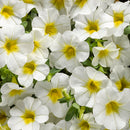 CALIBRACHOA SUPERBELLS - OVEREASY