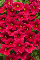 CALIBRACHOA SUPERBELLS - RED