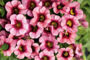 CALIBRACHOA SUPERBELLS - STRAWBERRY PUNCH