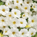 CALIBRACHOA SUPERBELLS - WHITE