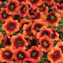 CALIBRACHOA SUPERBELLS - TANGERINE PUNCH