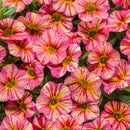 CALIBRACHOA SUPERBELLS - TROPICAL SUNRISE